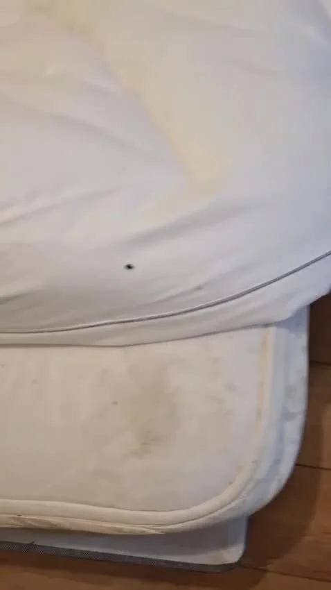 Mattress inspected during a Beetle Juice visit