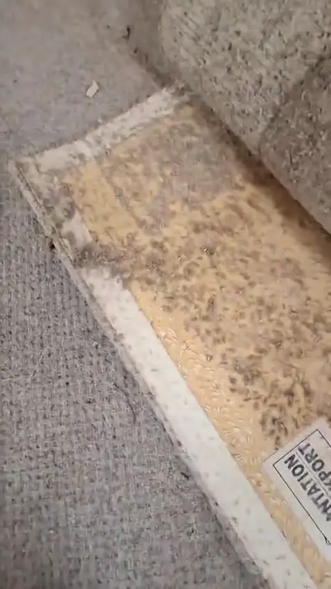 Carpet edge from Chris’s common clothes moth inspection footage