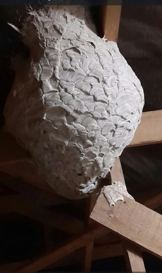 Close view of a wasp nest in a roof space