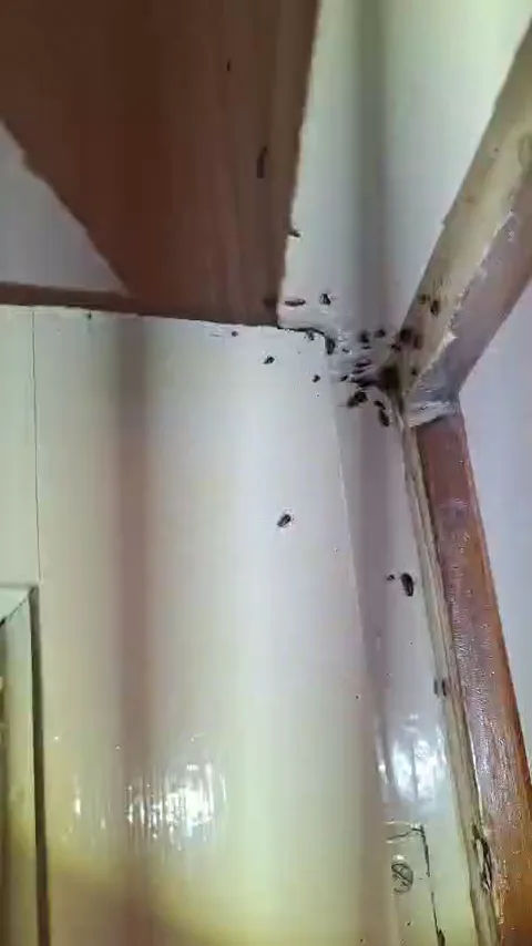 Cockroach activity around a doorway