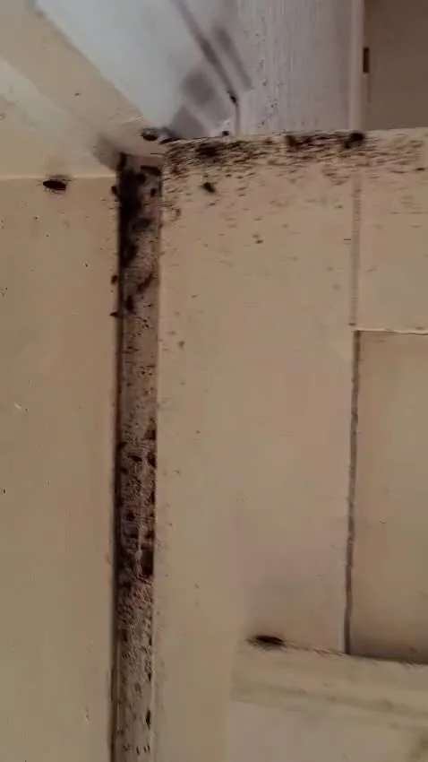 Insect activity inspected around a doorway