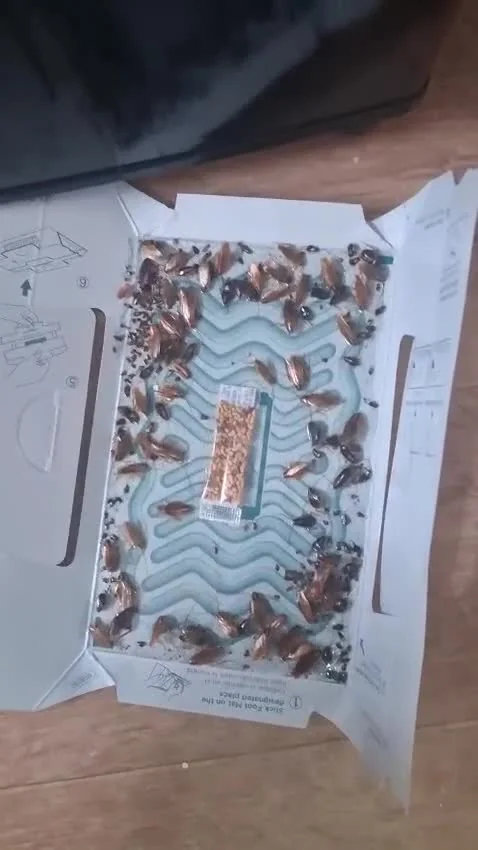 Cockroaches on a monitoring board