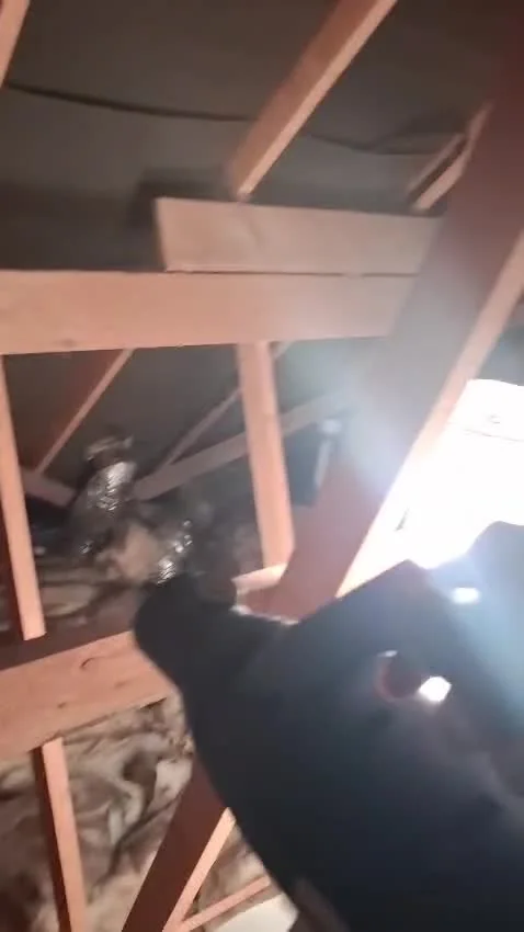 Loft space inspected on a Beetle Juice visit