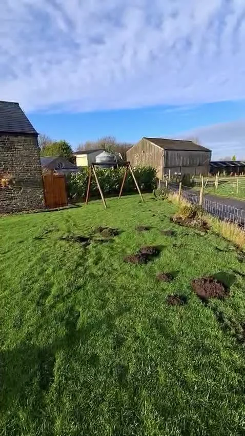 Mole activity filmed during a Beetle Juice visit