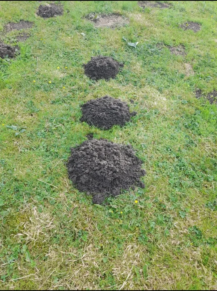 Fresh molehills in a lawn