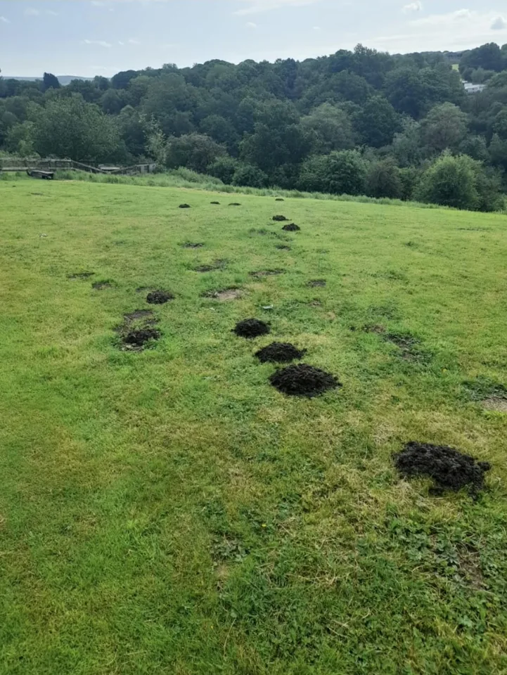 Wider outdoor area with a line of molehills