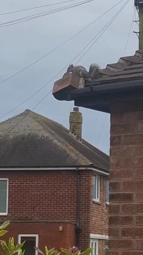 Roofline inspection footage supplied by Beetle Juice