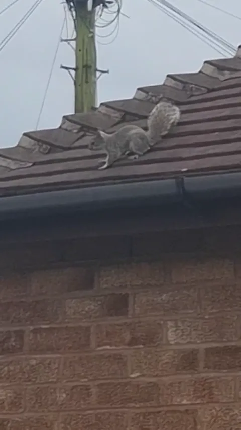Squirrel on the roof of a property