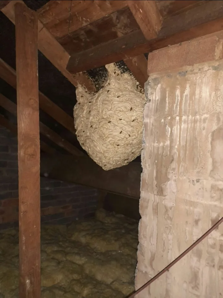 Wasp nest photographed in a loft